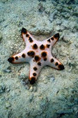 Starfish: Choc Chip; Color