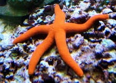 Starfish: Orange (Linkia)