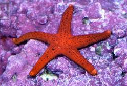 Starfish: Red (Fromia)