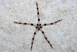 Starfish: Tiger Serpent