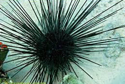 Urchin: Long Spine