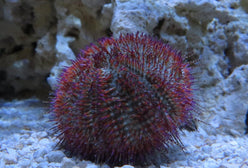 Urchin: Rose Pink