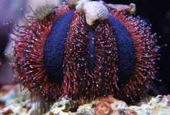 Urchin: Royal; Color