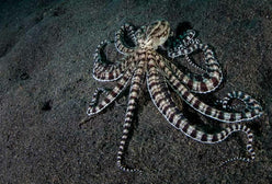 Misc. Invert: Mimic Octopus