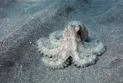 Misc. Invert: Octopus; Brown;